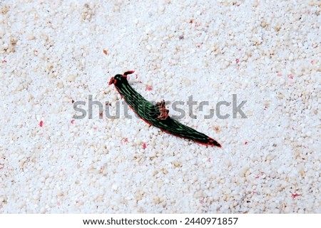 Flamboyant Nudibranch Sea Slug, Nembrotha kubaryana