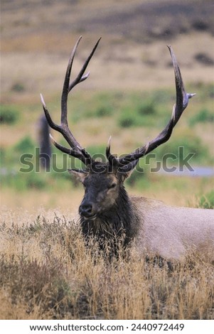 A Calm Elk at the Northern Yellowstone National Park in Montana