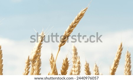 Bug insect parasite on yellow and green wheat at rural countryside agriculture field autumn harvest closeup. Crop grain growth with stem seeds rye cereal herb botanical flora with crawling pest beetle