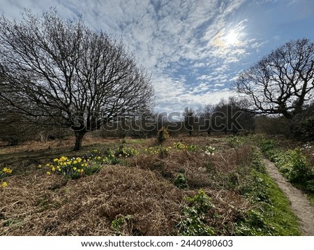Following the path through growing woodlands on a sunny spring day. Fresh Daffodil's growing by the tree in the grass. Sun is shining through the clouds and blue skies. Example of growth in spring. Royalty-Free Stock Photo #2440980603