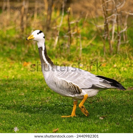 A bar heade goose walks on the grass in a park . Royalty-Free Stock Photo #2440982301