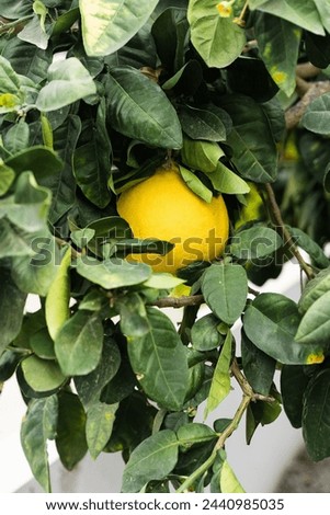 grapefruit tree with yellow grapefruits