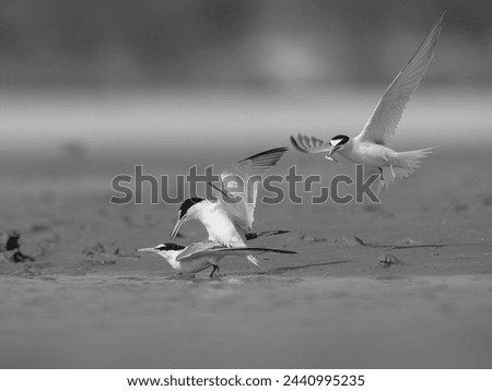 The tern bird is a seabird known for its graceful flight and distinctive pointed wings. They are known for their long migrations, often traveling thousands of miles between breeding.