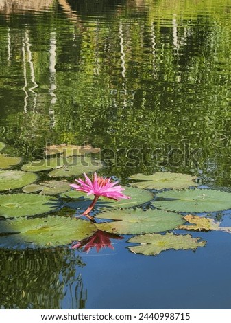 Pink Lotus Flower On The Water 

