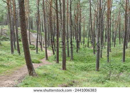 Single lane road in forest                               Royalty-Free Stock Photo #2441006383