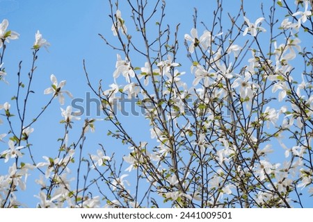 Spring blossom of white magnolia tree in sunny day with blue sky, seasonal flowers in Europe