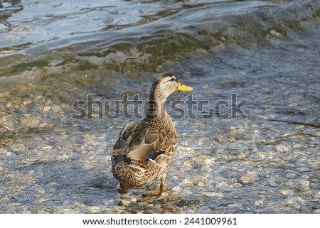 Mallard or wild duck, in Latin called Anas platyrhynchos female bird is standing is shallow water. A small wave is approaching the aquatic bird captured in rear view. There is copy space around. Royalty-Free Stock Photo #2441009961
