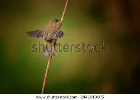 The common chiffchaff - Phylloscopus collybita, is a common and widespread leaf warbler which breeds in open woodlands