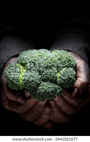 Close-Up 4K Ultra HD Image of Broccoli Held in Farmer's Hand in Darkness - Stock Photography