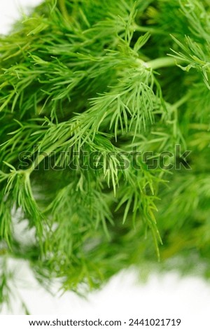 Close-Up 4K Ultra HD Image of Dill Herb - Stock Photography