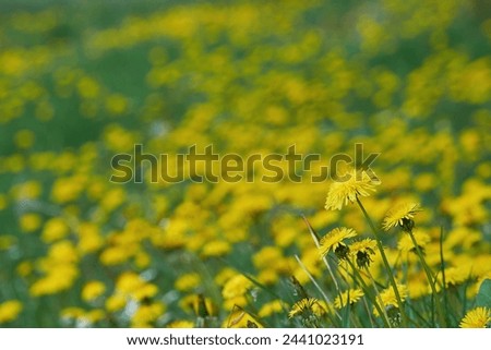 Yellow dandelion flowers on a spring field
