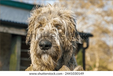 Rare breed Irish Wolfhound looking over a fence with spikey fur Royalty-Free Stock Photo #2441030149