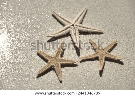 Three dry starfish on a sandy surface with a reflection of light