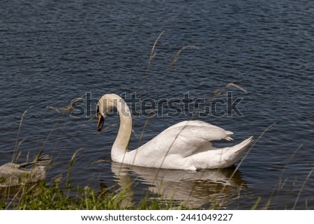 grey chicks of the white sibilant swan with grey down, young small swans with adult swans parents Royalty-Free Stock Photo #2441049227