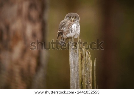 The Eurasian pygmy owl is the smallest owl in Europe