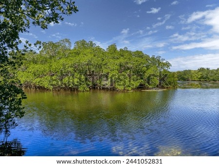 A Mangrove coastline under a blue sky in the intracoastal waterways is along the Gulf of Mexico at Cockroach Bay in Ruskin, Florida. Royalty-Free Stock Photo #2441052831