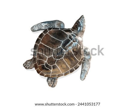 Sea turtle isolated on white background. Top view.