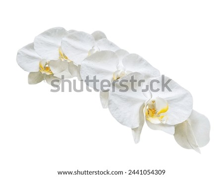 Beautiful flower Phalaenopsis orchid plant, Phalaenopsis white, isolated on a white background