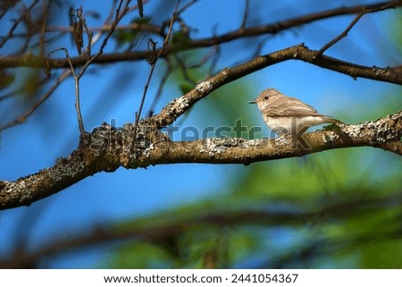 The spotted flycatcher - Muscicapa striata is a small passerine bird in the Old World flycatcher family.