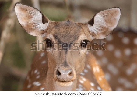 A picture of a beautiful deer that seems surprising (not made by ai)