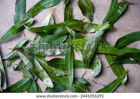 Eucalyptus Leaf. Eucalyptus leaves. Picture Frame. Business Card Blank. Eucalyptus leaves. Eucalyptus leaves. Nature. Tree Branch. Leaf. Green Leaf. Garden Plant. Backgrounds and Textures. Tree Leaf. 