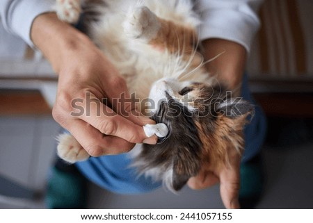 Cleaning Persian Chinchilla Cat's eyes with cotton pad. Cat's Eyes Healthy Royalty-Free Stock Photo #2441057155
