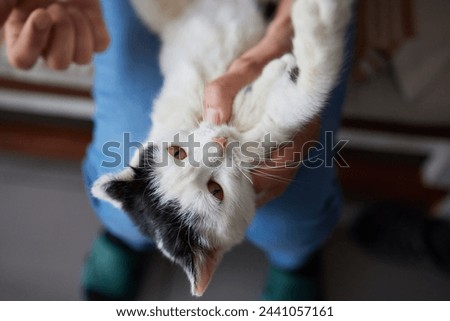 Cleaning Persian Chinchilla Cat's eyes with cotton pad. Cat's Eyes Healthy Royalty-Free Stock Photo #2441057161