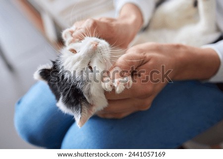Cleaning Persian Chinchilla Cat's eyes with cotton pad. Cat's Eyes Healthy Royalty-Free Stock Photo #2441057169