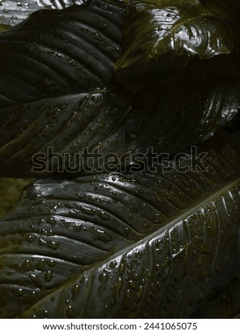 Nature leaves, green tropical forest, background illustration concept, Rain granules