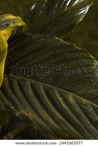 Nature leaves, green tropical forest, background illustration concept, Rain granules