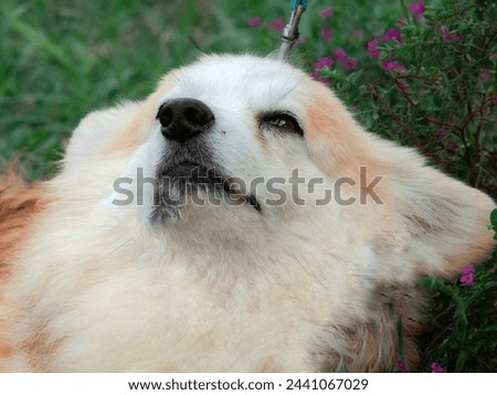 Corgi dog dreaming on the grass