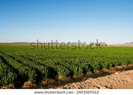 Farm fields outside of Yuma Arizona, USA. Royalty-Free Stock Photo #2441069563