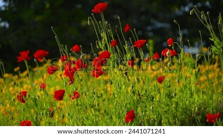 Flowers - 035 - Poppies in the meadow -

Flower Plant Nature

Rose Tulip Lily Violet Chrysanthemum Peony Hyacinth Iris Carnation Daisy Aster Orchid Gerbera Narcissus Crocus Cornflower Snowdrop Cactus 