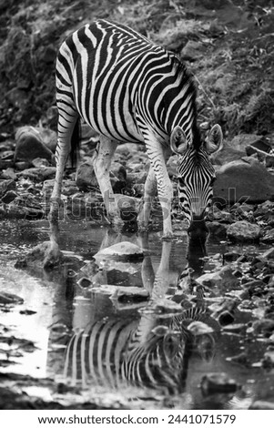Black and white photo of zebra in Botswana, Africa