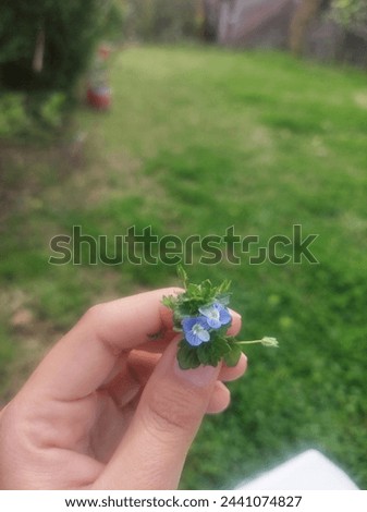 Blueish flower in pakistan that enhances the beauty of spring
