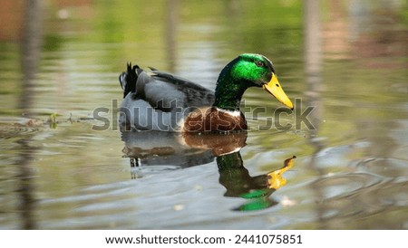 Explore the stunning beauty of nature with our high-quality mallard duck stock photos. Highlighting the male mallard's vibrant green head and chestnut chest.