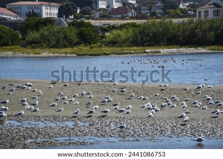Seagulls on the Sands of Crissy Field Marsh - San Francisco, California