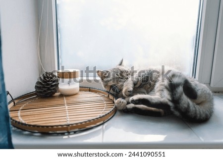 Portrait of a beautiful cat. Cute Cat Portrait. Happy Pet. Gray Scottish Straight cat sleeping.Home scene Royalty-Free Stock Photo #2441090551