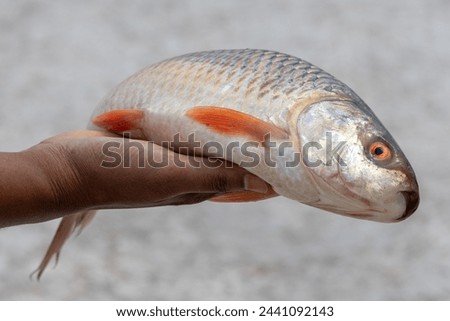 Fresh raw Rui fish in a woman's hand with beautiful blurred background. This fish is also called Rohu (Labeo rohita), Indian carp, Ruhi, or Roho labeo.  Royalty-Free Stock Photo #2441092143