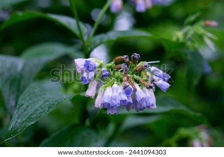 The Common Comfrey (Symphytum officinale) herb on the green background. Comfrey flowers of a plant used in organic medicine. Royalty-Free Stock Photo #2441094303