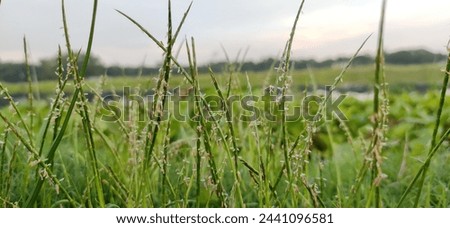 Seeds of grass looking so beautiful and charmful. It is the ultimate perfection of beauty. 