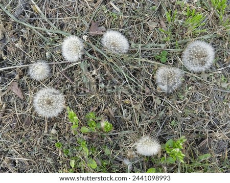 Picture of dandelion seed heads