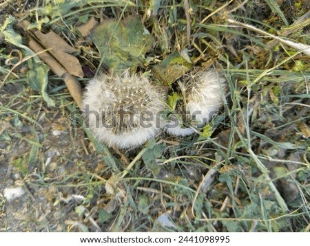 Picture of dandelion seed heads