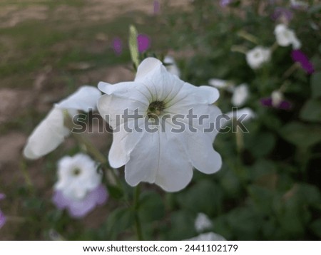 White Light Pink Volet flowers beautiful garden flowers 