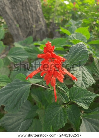 Red Garden Flowers with Green Leafs