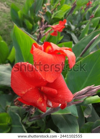 Red Garden Flowers with Green Leafs
