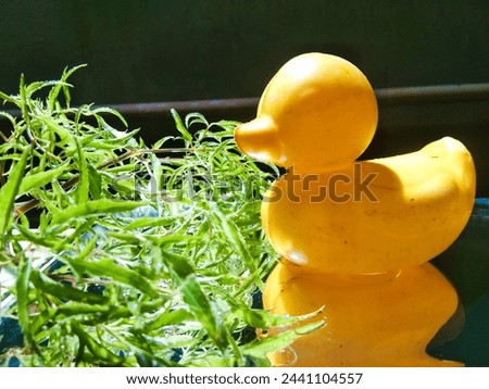 A duck toy is a toy in the form of a duck made of rubber or rubber-like material such as vinyl plastic