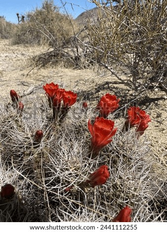 The striking red flower of the Echinocereus triglochidiatus Cactus stands out against the gray grass, adding a vibrant touch to the landscape's natural beauty. Royalty-Free Stock Photo #2441112255