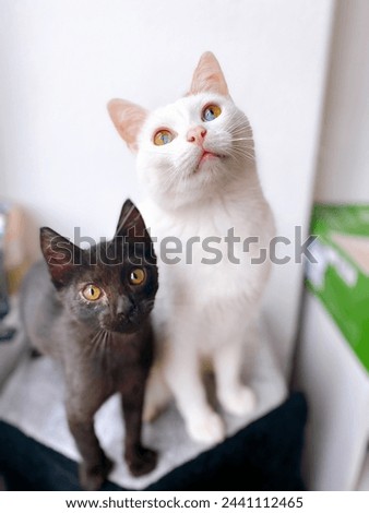 black cat and white cat white heterochromia looking to the camera