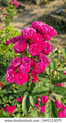 Beautuful Rose flowers from natural garden with varety of colours and types for joyful refreshing of mood withing good morning.